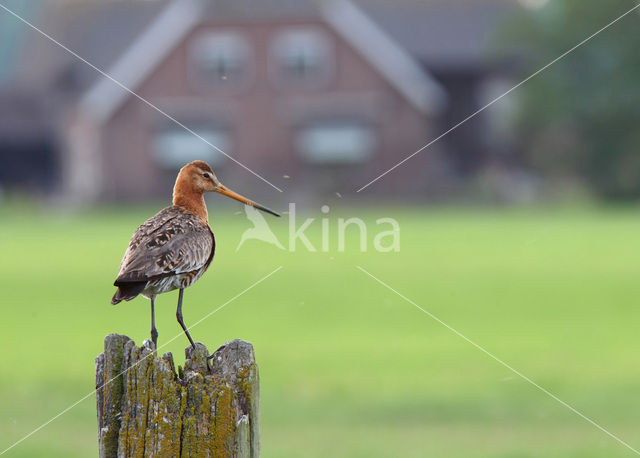 Grutto (Limosa limosa)