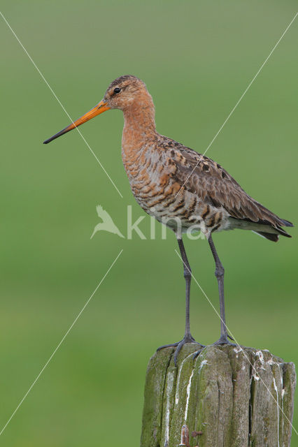 Grutto (Limosa limosa)