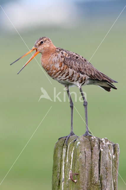 Grutto (Limosa limosa)