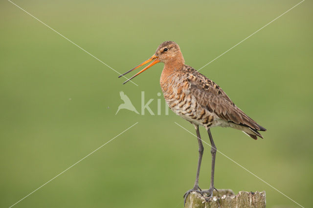 Grutto (Limosa limosa)