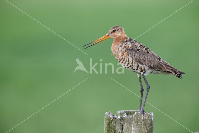 Grutto (Limosa limosa)