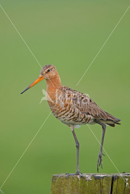 Grutto (Limosa limosa)