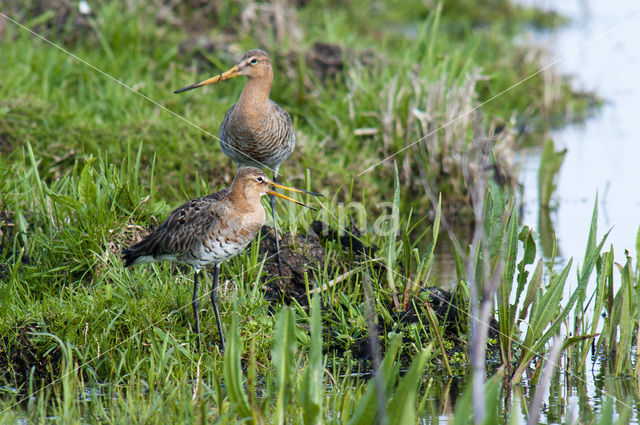 Grutto (Limosa limosa)