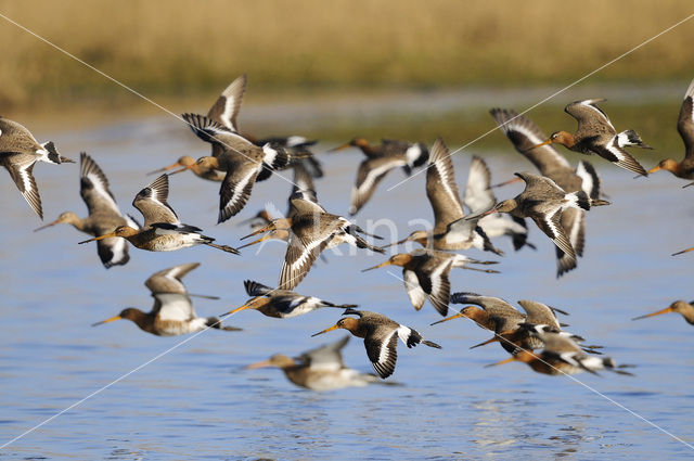 Grutto (Limosa limosa)