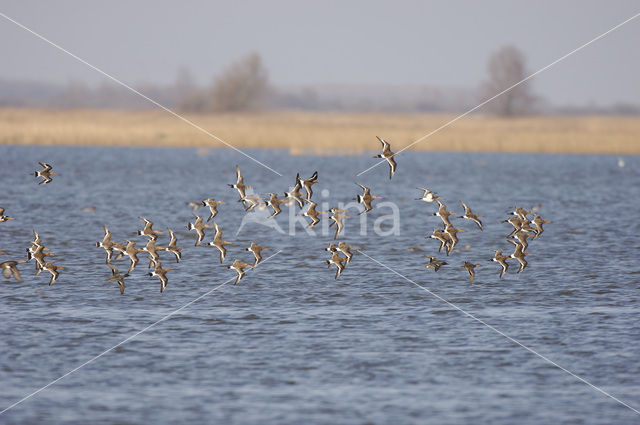 Grutto (Limosa limosa)