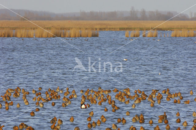 Grutto (Limosa limosa)