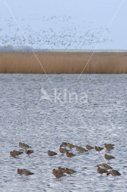 Grutto (Limosa limosa)