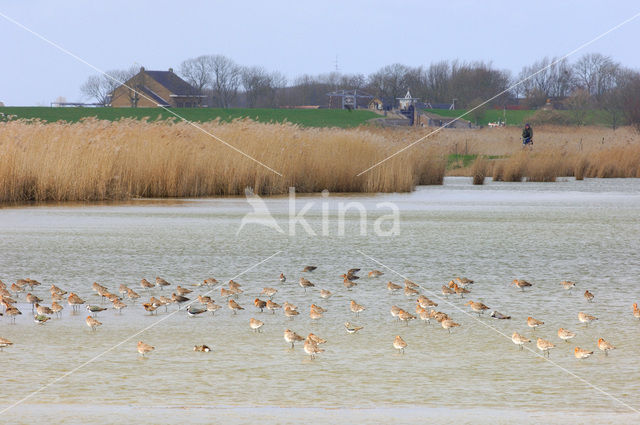 Grutto (Limosa limosa)