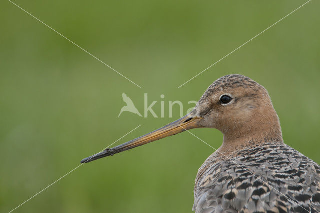 Grutto (Limosa limosa)