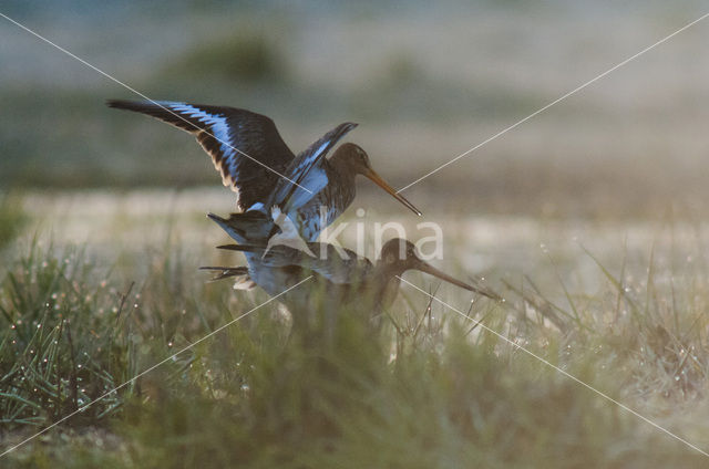 Grutto (Limosa limosa)