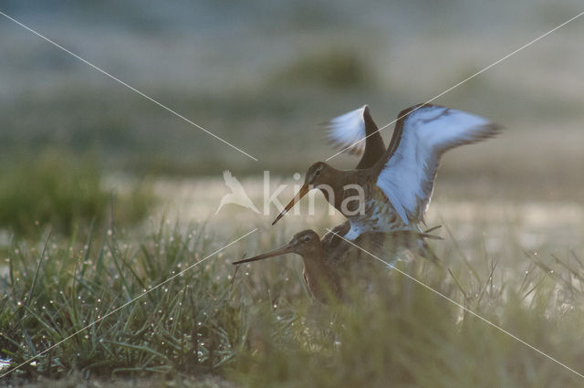 Grutto (Limosa limosa)