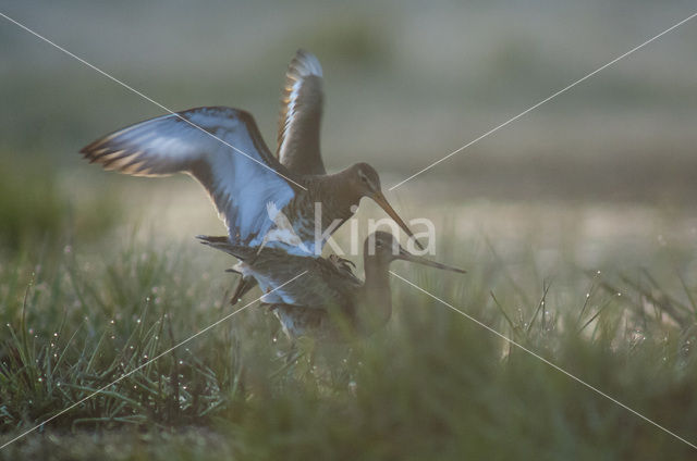 Grutto (Limosa limosa)