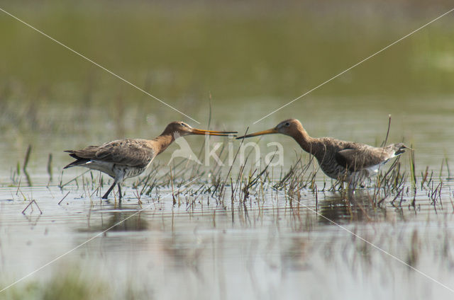 Grutto (Limosa limosa)