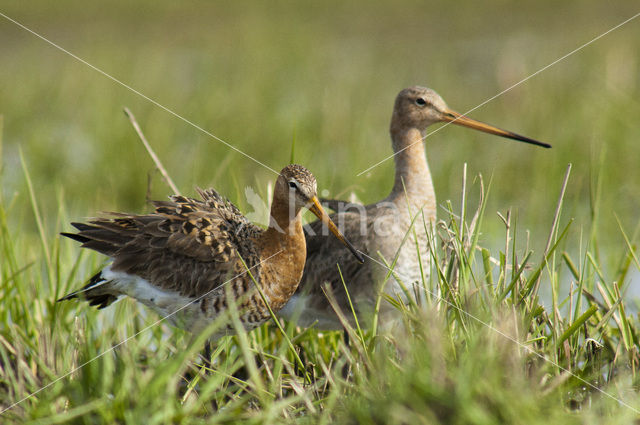 Grutto (Limosa limosa)