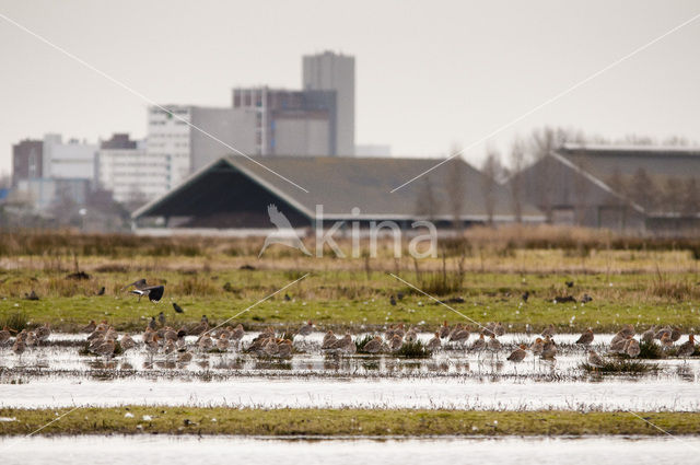 Grutto (Limosa limosa)