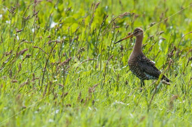 Grutto (Limosa limosa)