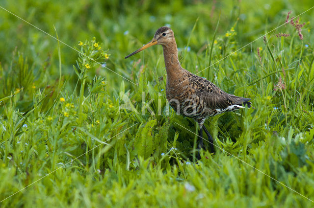 Grutto (Limosa limosa)