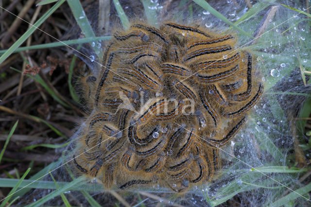 Heideringelrups (Malacosoma castrensis)