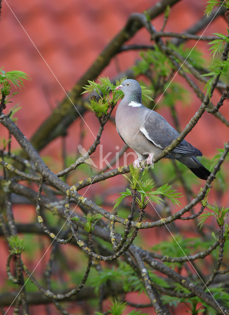 Houtduif (Columba palumbus)