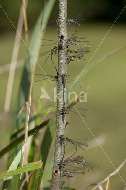 Houtpantserjuffer (Lestes viridis)