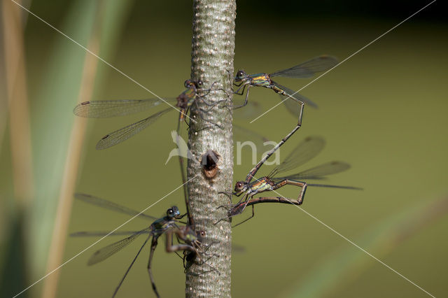 Houtpantserjuffer (Lestes viridis)