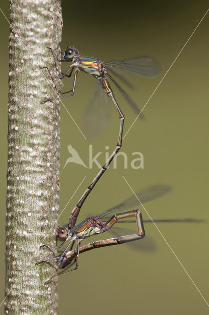 Houtpantserjuffer (Lestes viridis)