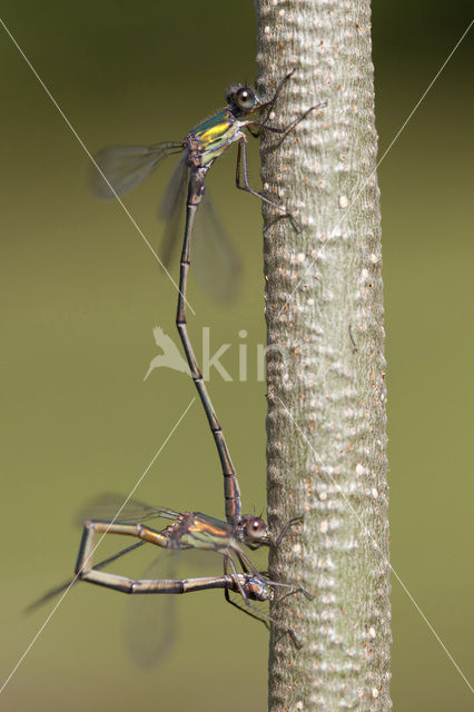 Houtpantserjuffer (Lestes viridis)