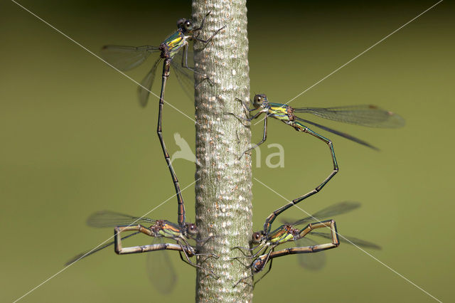 Houtpantserjuffer (Lestes viridis)