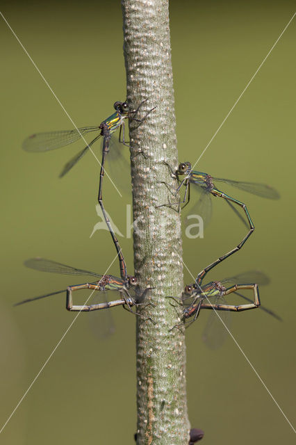 Houtpantserjuffer (Lestes viridis)