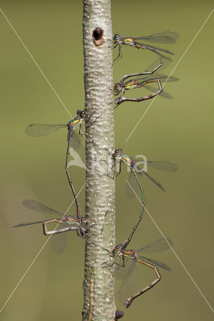 Houtpantserjuffer (Lestes viridis)