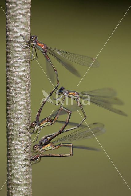 Houtpantserjuffer (Lestes viridis)