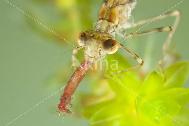 Houtpantserjuffer (Lestes viridis)