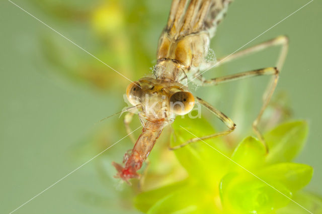 Houtpantserjuffer (Lestes viridis)