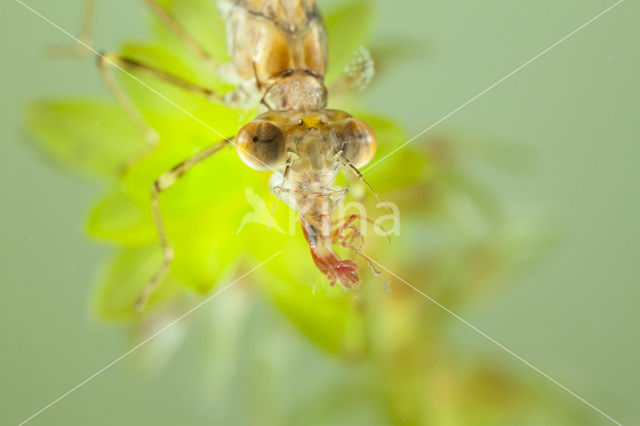 Green Emerald Damselfly (Lestes viridis)