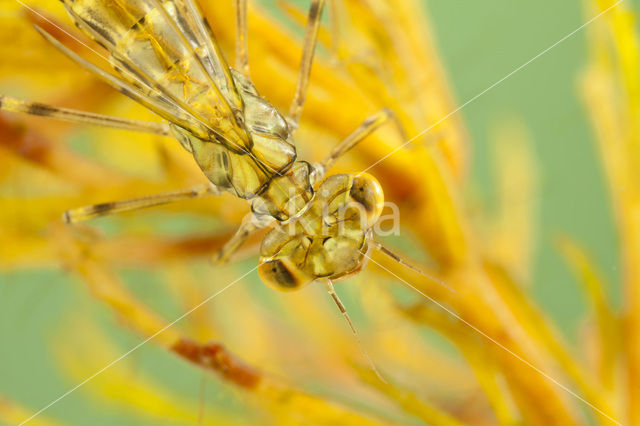 Houtpantserjuffer (Lestes viridis)