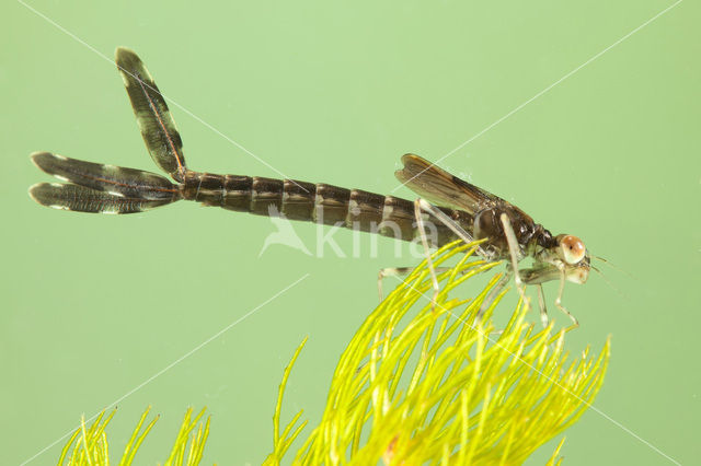 Houtpantserjuffer (Lestes viridis)