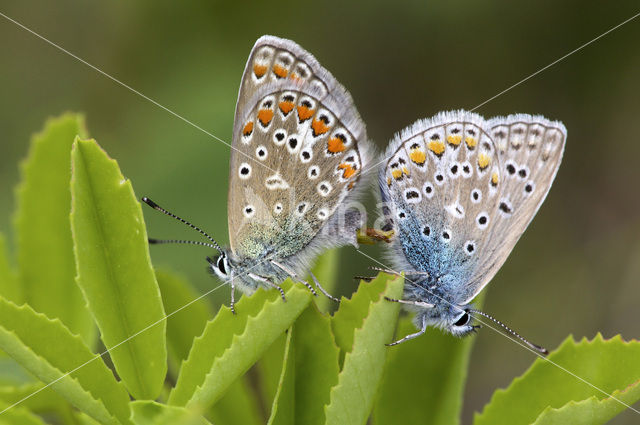 Icarusblauwtje (Polyommatus icarus)