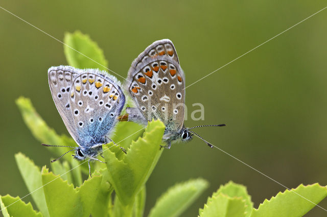 Icarusblauwtje (Polyommatus icarus)