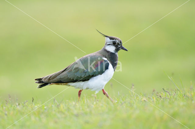 Kievit (Vanellus vanellus)