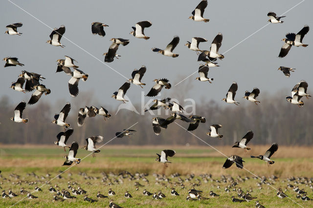 Kievit (Vanellus vanellus)