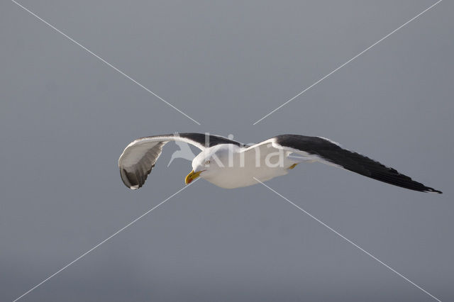 Kleine Mantelmeeuw (Larus fuscus)