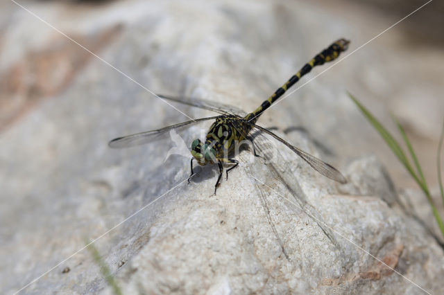 Kleine tanglibel (Onychogomphus forcipatus)