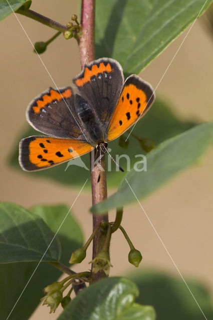 Kleine vuurvlinder (Lycaena phlaeas)