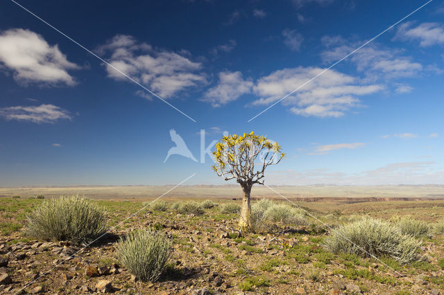 Kokerboom (Aloe dichotoma)