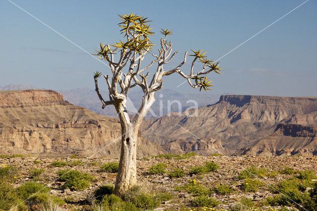 Kokerboom (Aloe dichotoma)