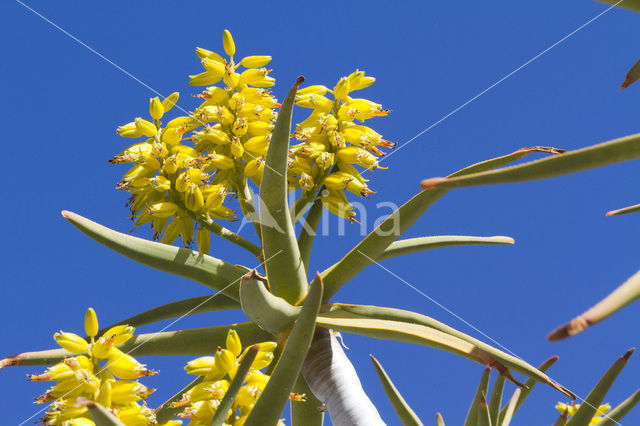 Kokerboom (Aloe dichotoma)