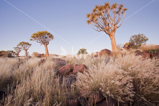 Quiver Tree (Aloe dichotoma)