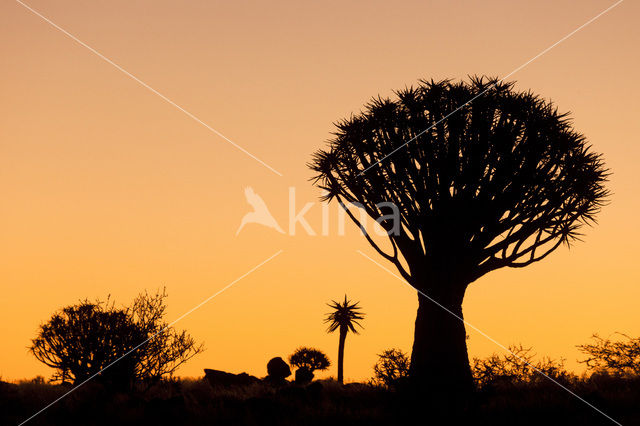 Kokerboom (Aloe dichotoma)