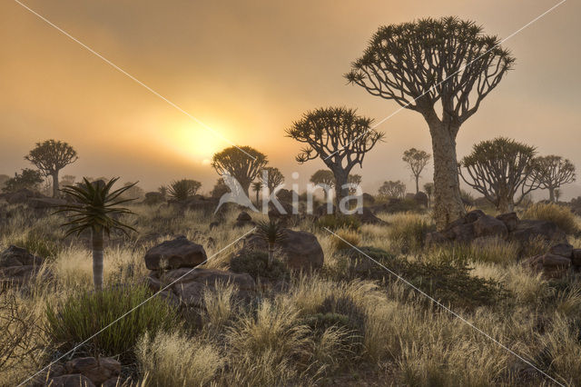 Kokerboom (Aloe dichotoma)