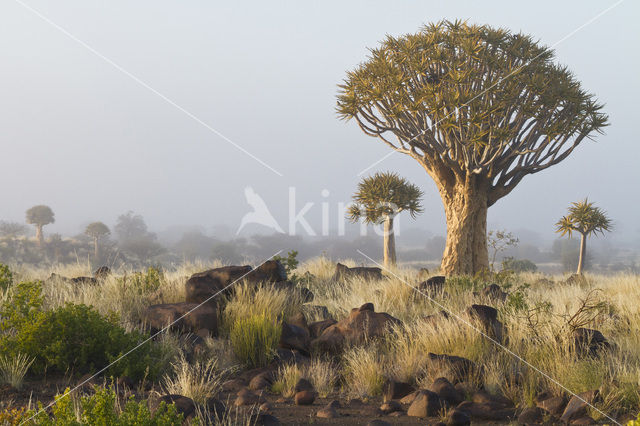 Kokerboom (Aloe dichotoma)